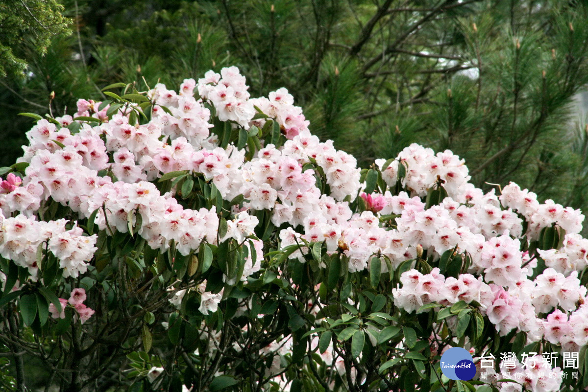 每年4。5月間高山杜鵑花花團錦簇美不勝收。（記者扶小萍攝）