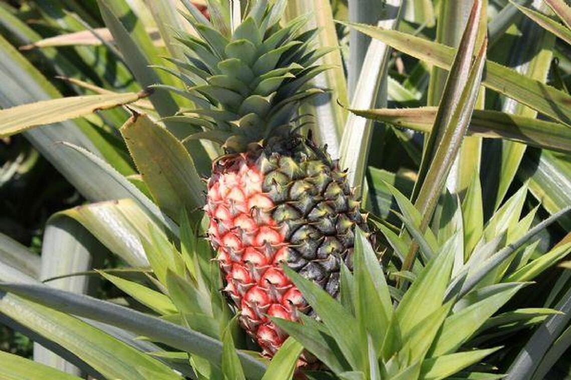 大樹金鑽鳳梨 即將搶鮮上市