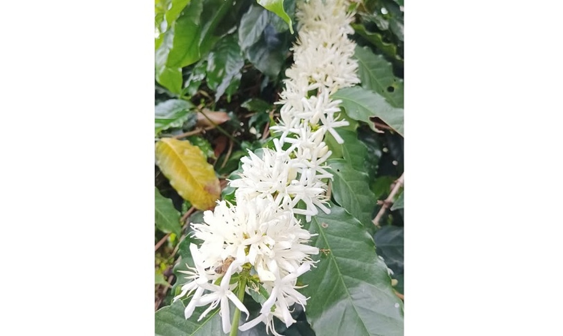 咖啡花盛開 花香吸引「好攝之徒」