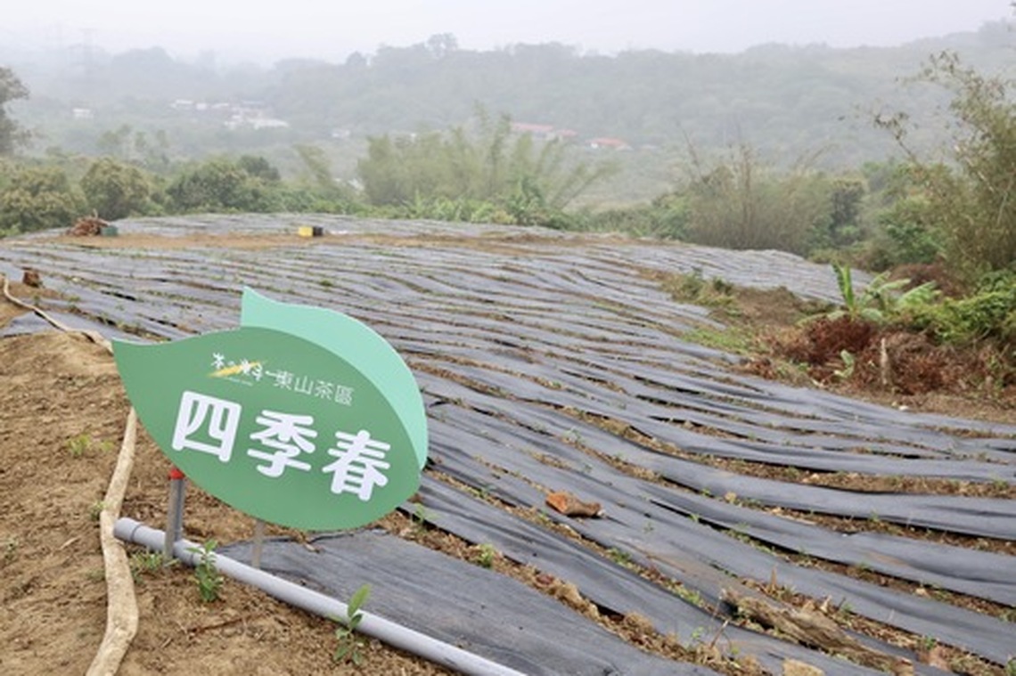台南東山新設茶葉產區啟用