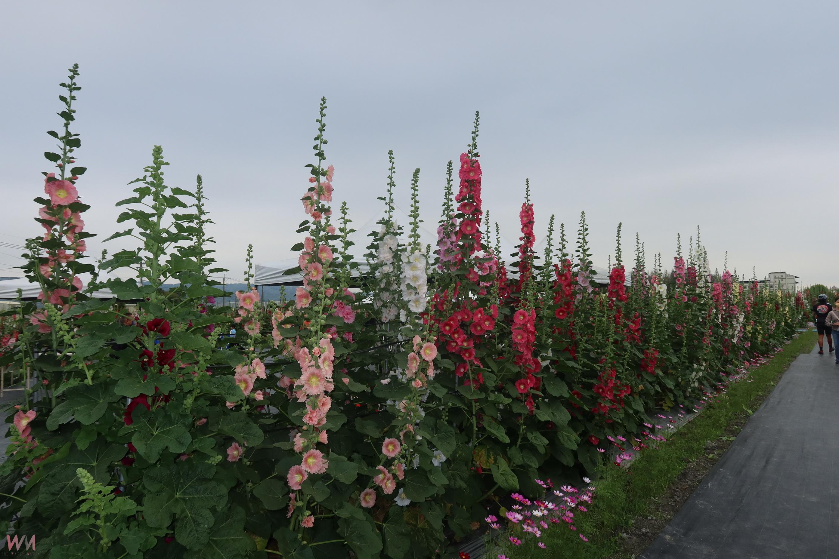 (有影片)/賞花拍照惹禍 40歲女子在蜀葵花海遭花粉熱困擾 進醫院治療 - https://www.watchmedia01.com