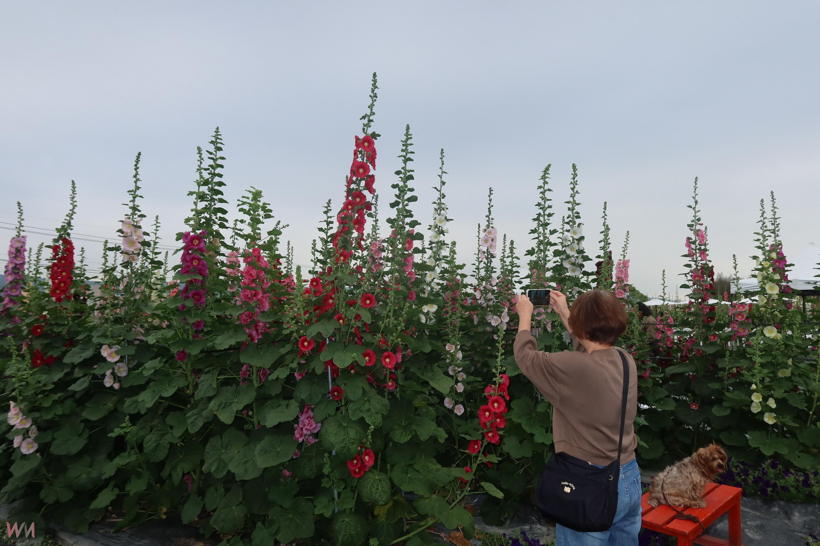 (有影片)/賞花拍照惹禍 40歲女子在蜀葵花海遭花粉熱困擾 進醫院治療 - https://www.watchmedia01.com