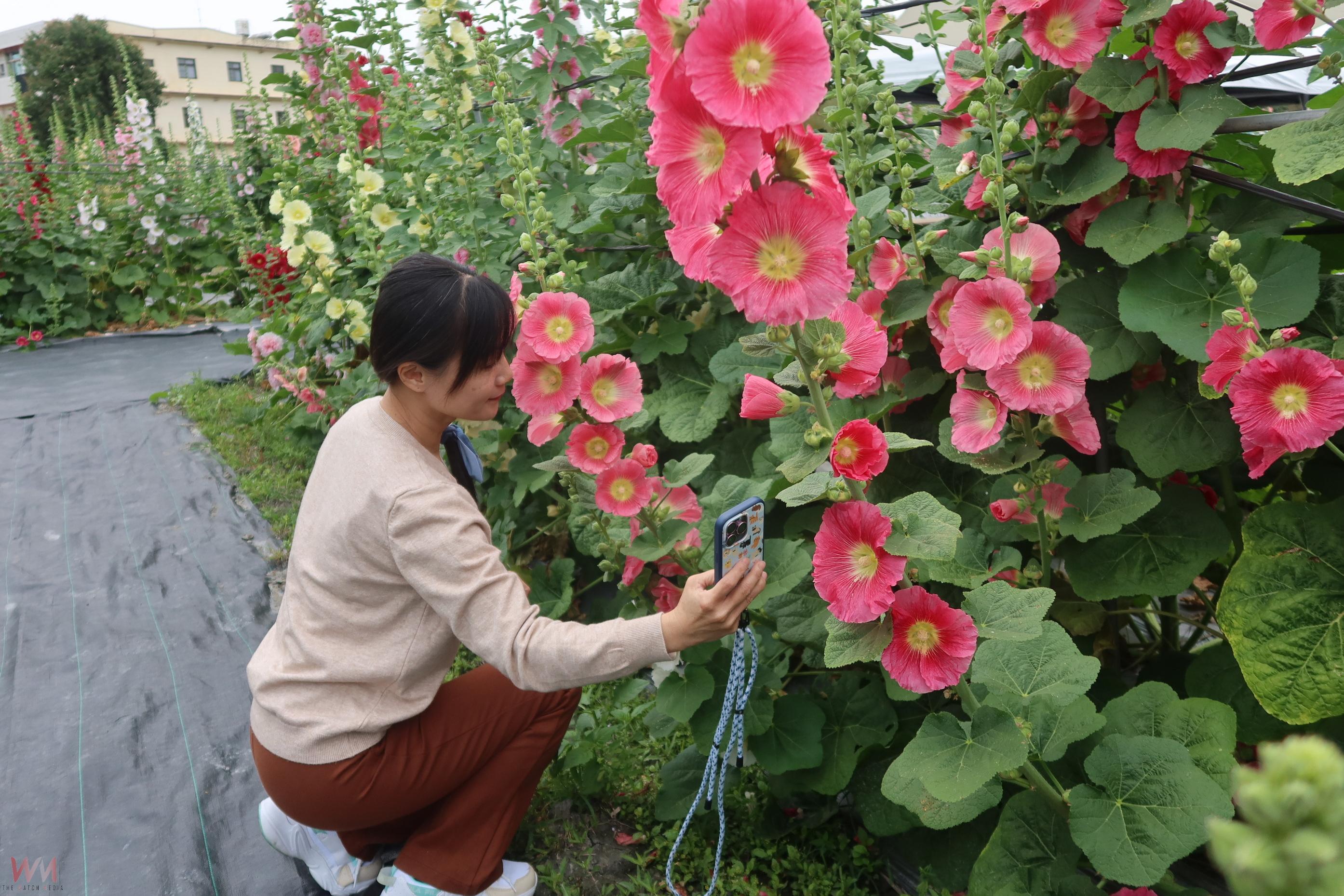 (有影片)/賞花拍照惹禍 40歲女子在蜀葵花海遭花粉熱困擾 進醫院治療 - https://www.watchmedia01.com