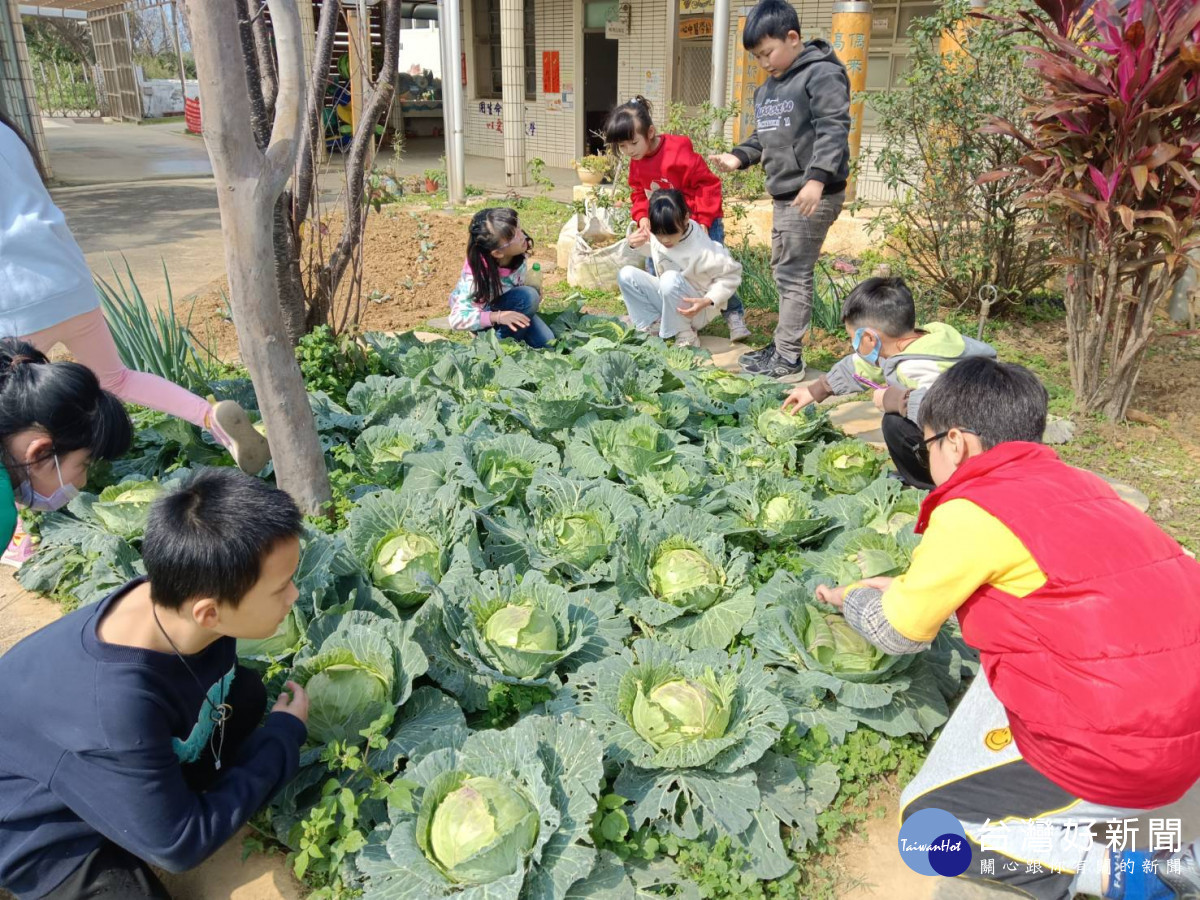 教育局培養食農教育        種菜傳愛農情傳蜜意