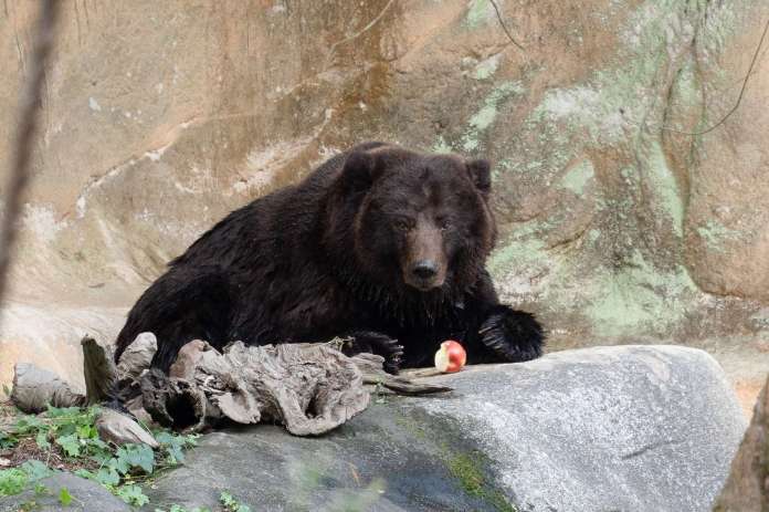 棕熊「小喬」腫瘤移除術後恢復良好 動物園曝近況 65 1 2