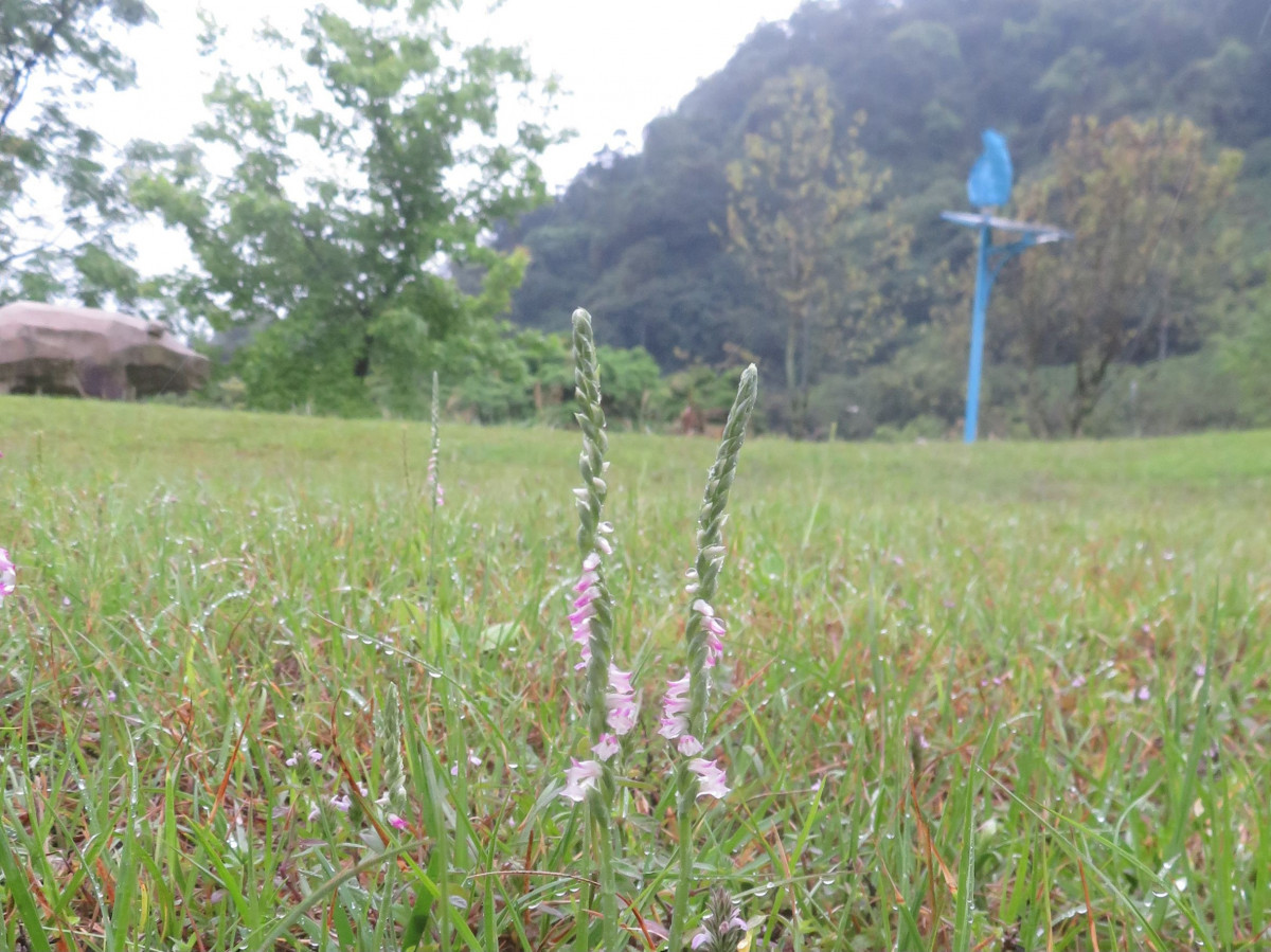 南港山水綠生態公園綬草綻放　春日美景驚艷登場（圖／北市環保局提供）