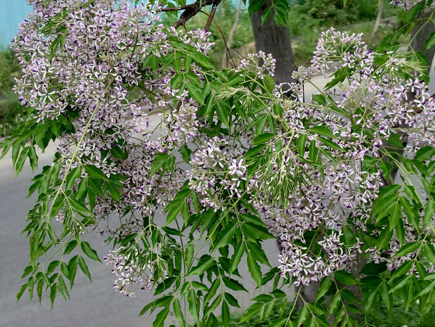 爆美!苦楝花盛開季 白紫花海如夢如幻 遊客大讚秘境美景 - https://www.watchmedia01.com