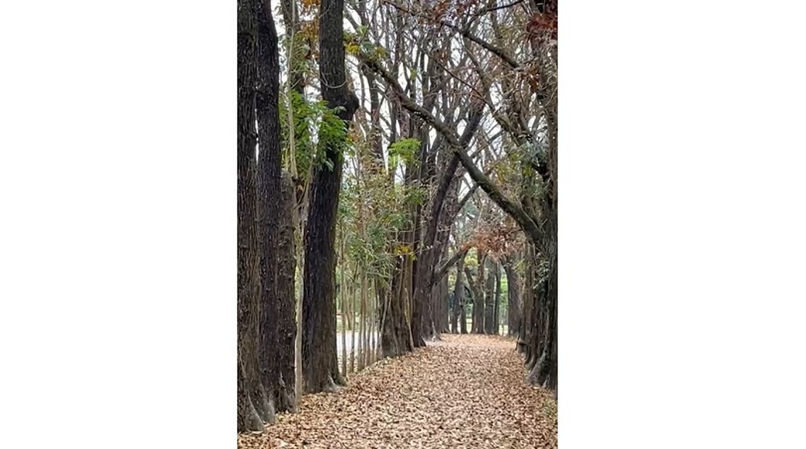茂林風景區桃花心木步道 異國風情