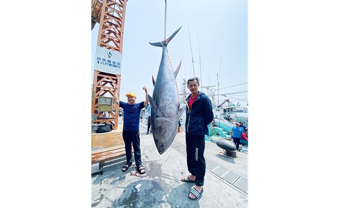2025屏東黑鮪魚季第一鮪確認 11日上午10時熱鬧拍賣