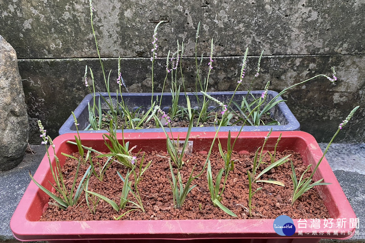 瀕危植物綬草。