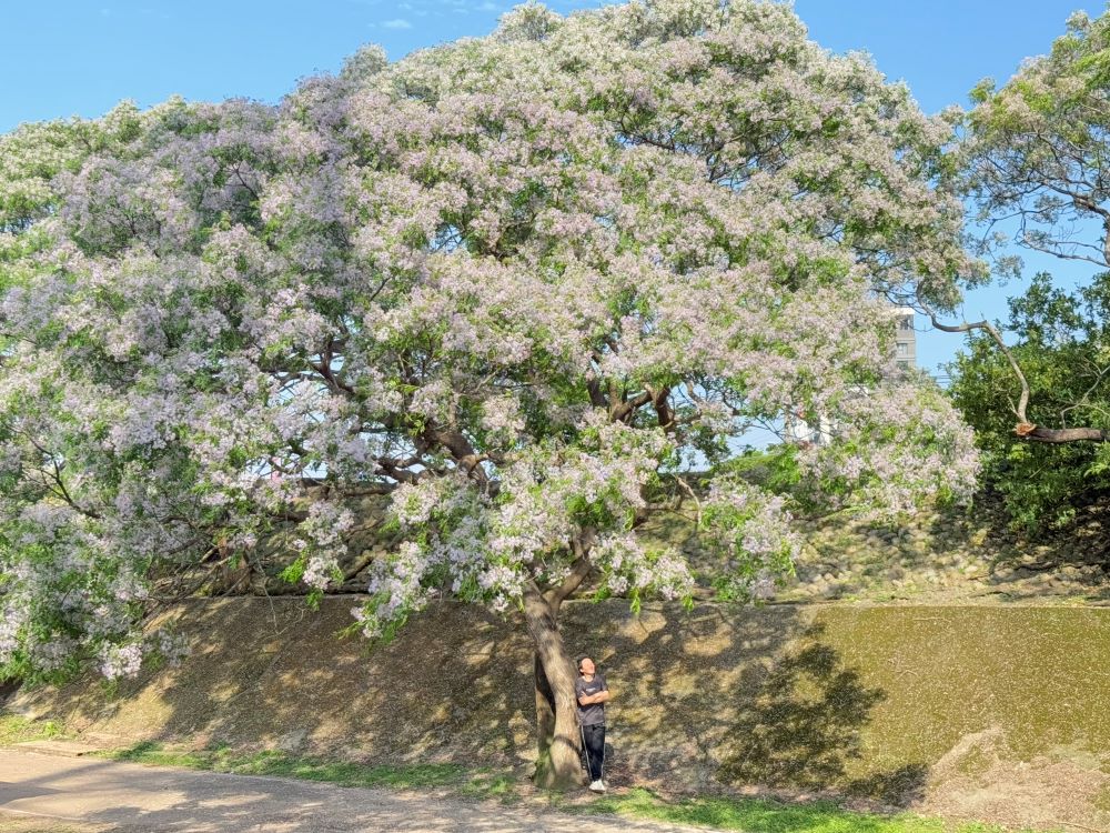 《圖說》苦楝生長特性適應力極強，可說是不畏潮風、鹹土且抗旱。〈高灘處提供〉