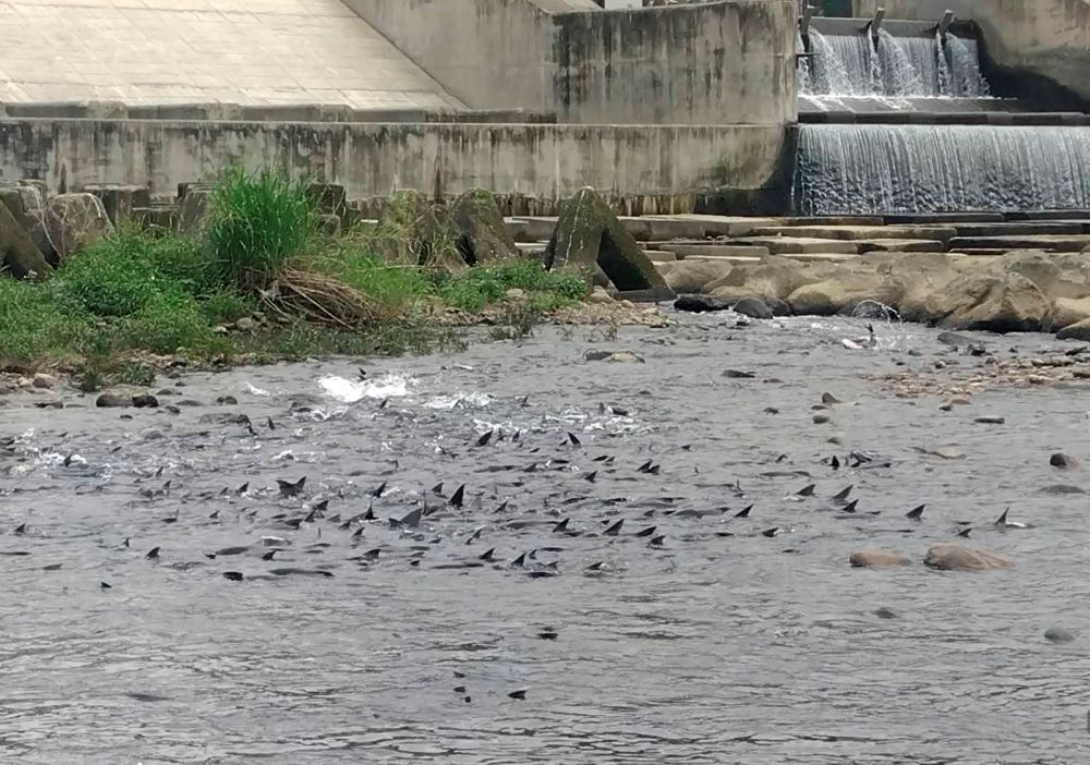 《圖說》新店溪碧潭堰下的水域，擠滿了數以百計的鯉魚、草魚、大頭鰱等等亟待產卵的大魚。〈水利局提供〉