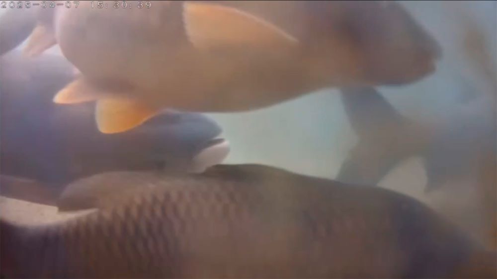 《圖說》水下監視攝影機記錄到滿滿的大魚準備游出魚道的畫面，足見新店溪整體生態改善的斐然。〈水利局提供〉