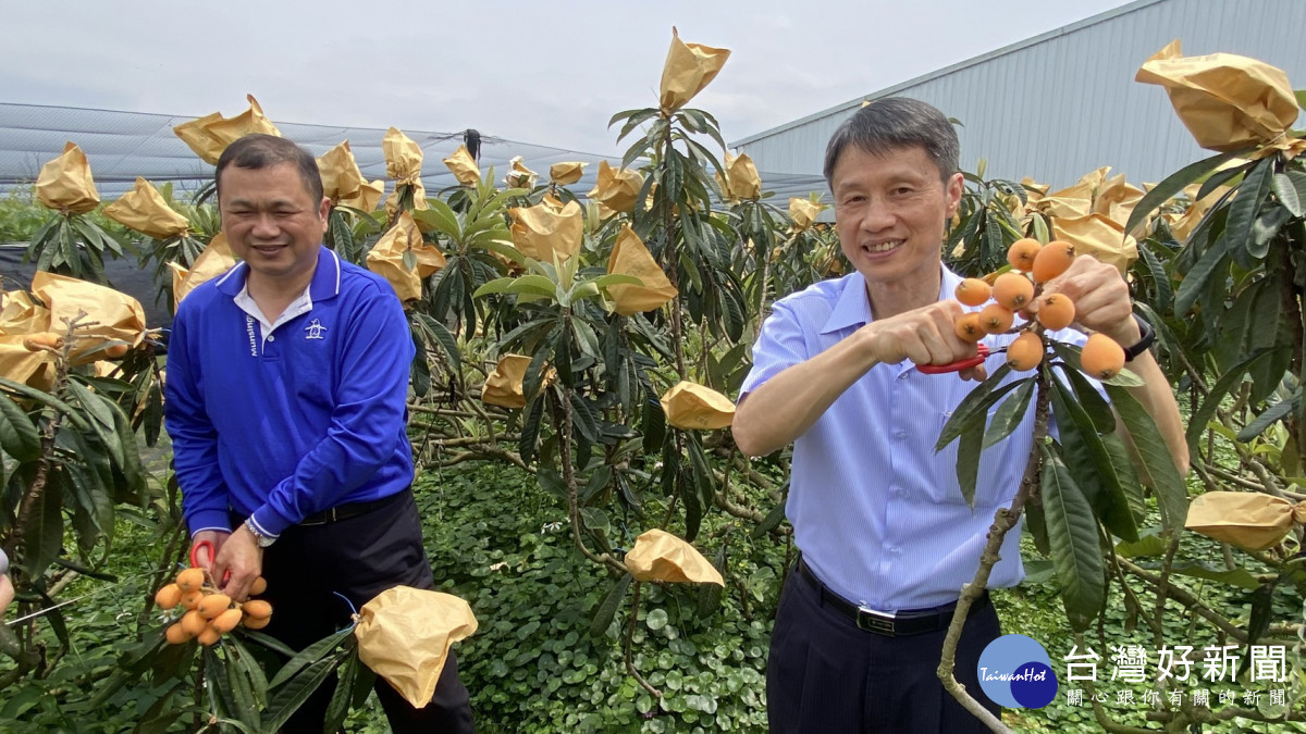 新社區農會總幹事羅文正與石岡區農會總幹事張東海一同推廣當季盛產的枇杷。