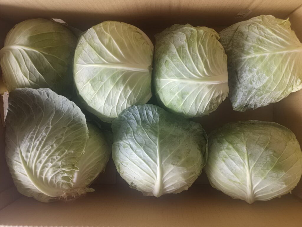 北農外銷日本的第四櫃高麗菜