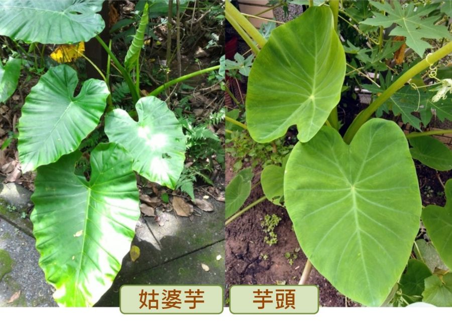 誤食姑婆芋釀口舌麻痛!醫師籲嚴重恐危及生命