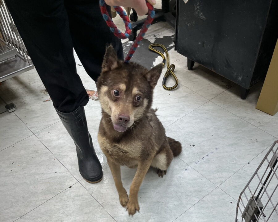 圖/犬隻送醫後經檢查營養不良、體內感染、虛弱無力犬隻,長期缺乏缺乏運動與社會化機會,嚴重影響身心健康。(新北市政府動保處提供)