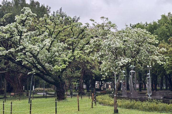 二二八公園流蘇花開。 圖:臺北市政府工務局/提供