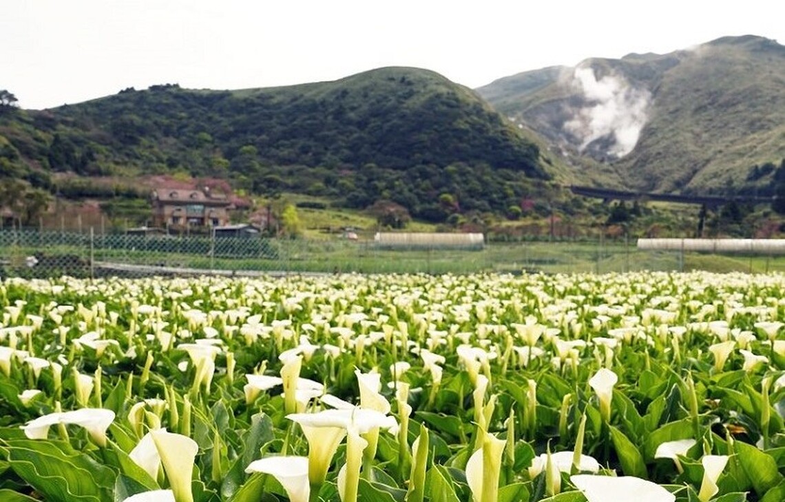 「巴島柑嬤店市集」登場!竹子湖海芋季週末限定活動 純白花海中的滿滿人情味