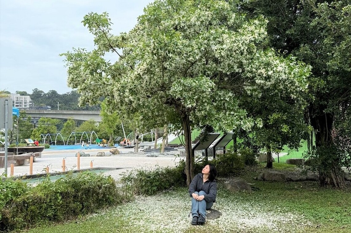 四月雪降臨新店陽光運動公園 流蘇花盛開迎春意