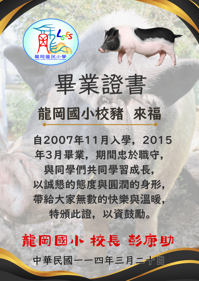 台版《和豬豬一起上課的日子》 桃園龍岡國小舉辦校豬「來福」紀念會 71 135007 0