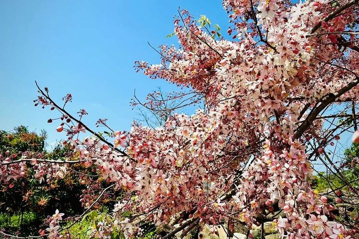 楠西花旗木。 圖:台南市政府觀光旅遊局/提供