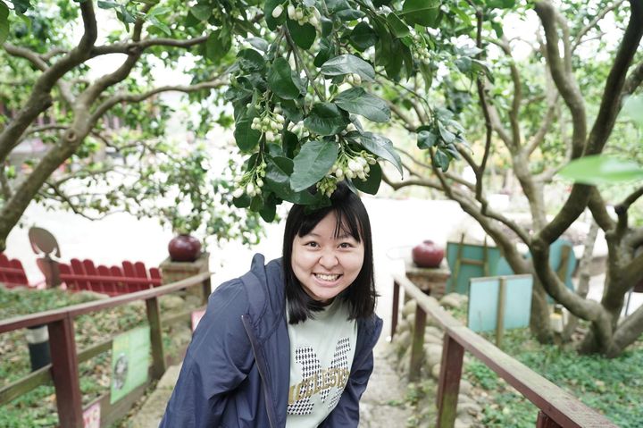 目前正值八里柚花盛開的時節。 圖:新北市政府農業局/提供