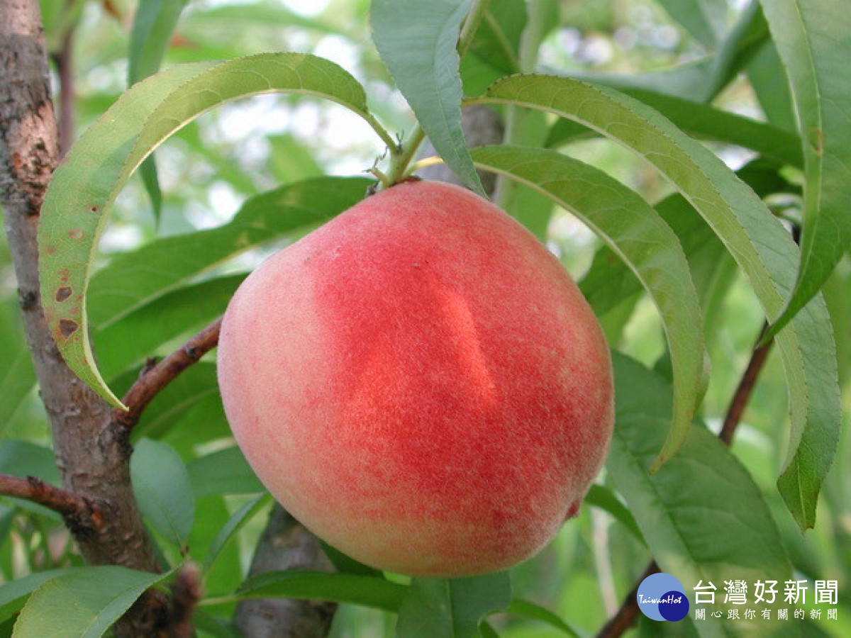 紅鈴水蜜桃。林重鎣攝
