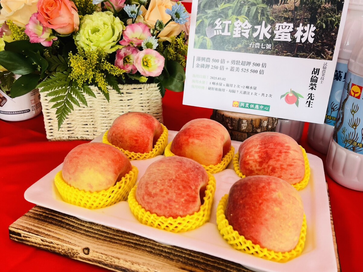 ▲台農7號紅鈴水蜜桃，由農業試驗所培育，果皮粉嫩、口感綿密、多汁又甜蜜，產期約在每年4至5月。(圖/記者顏淑娟攝)