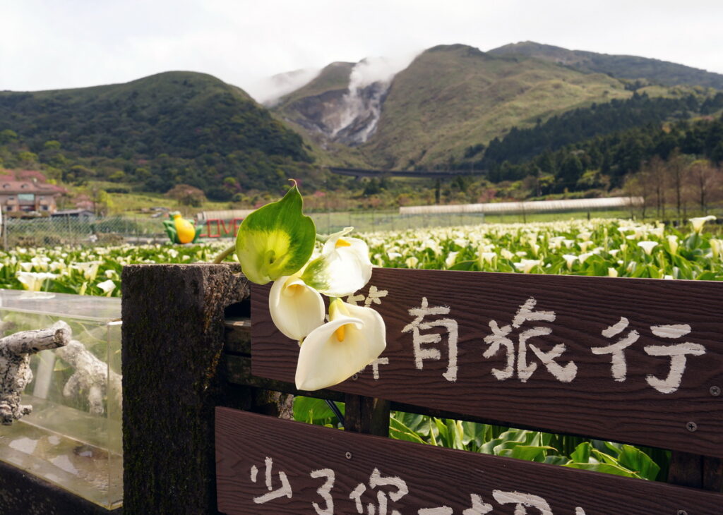 竹子湖(頂湖)海芋園遠眺小油坑_