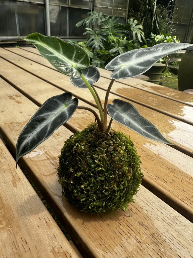 黑天鵝絨海芋苔球DIY體驗_