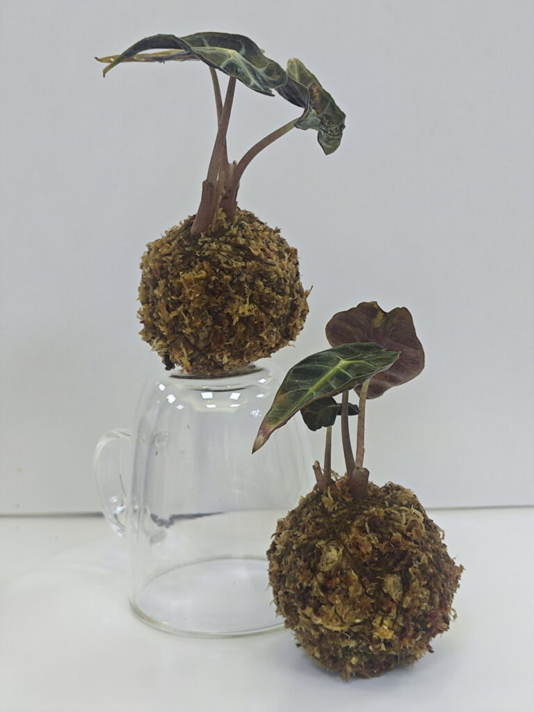 黑天鵝絨海芋苔球DIY體驗_