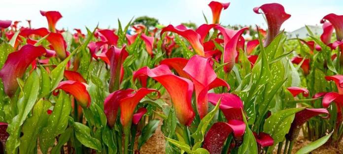 桃園彩色海芋季「西瓜節種植日」熱鬧登場 環保紙農膜落實永續 69 807285 0