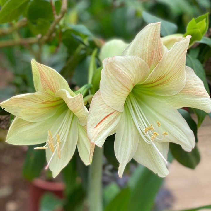 陽明山花卉試驗中心春日最美時光 球根花卉展點亮四月天