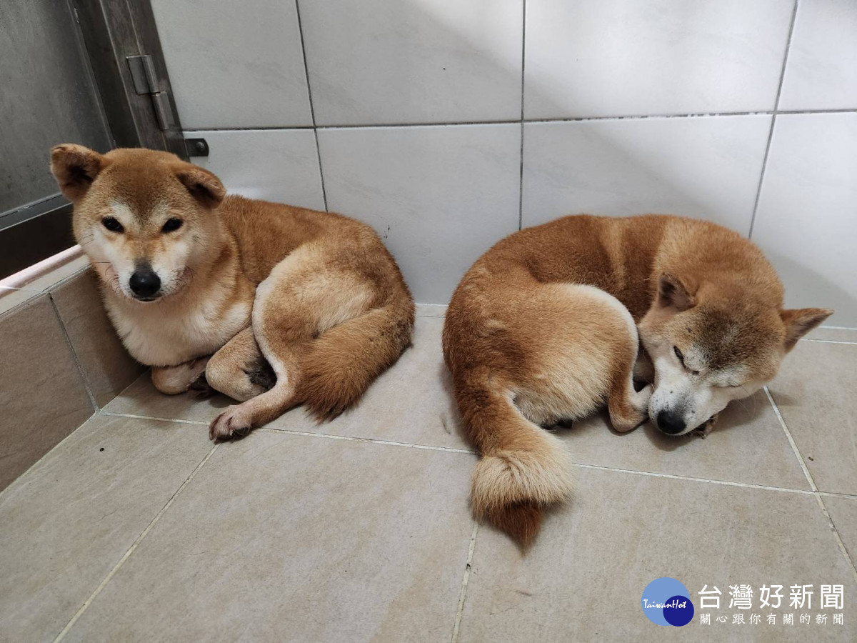 惡意遺棄犬隻，動保所已派員陸續帶回，並完成相關的健康檢查與安置。
