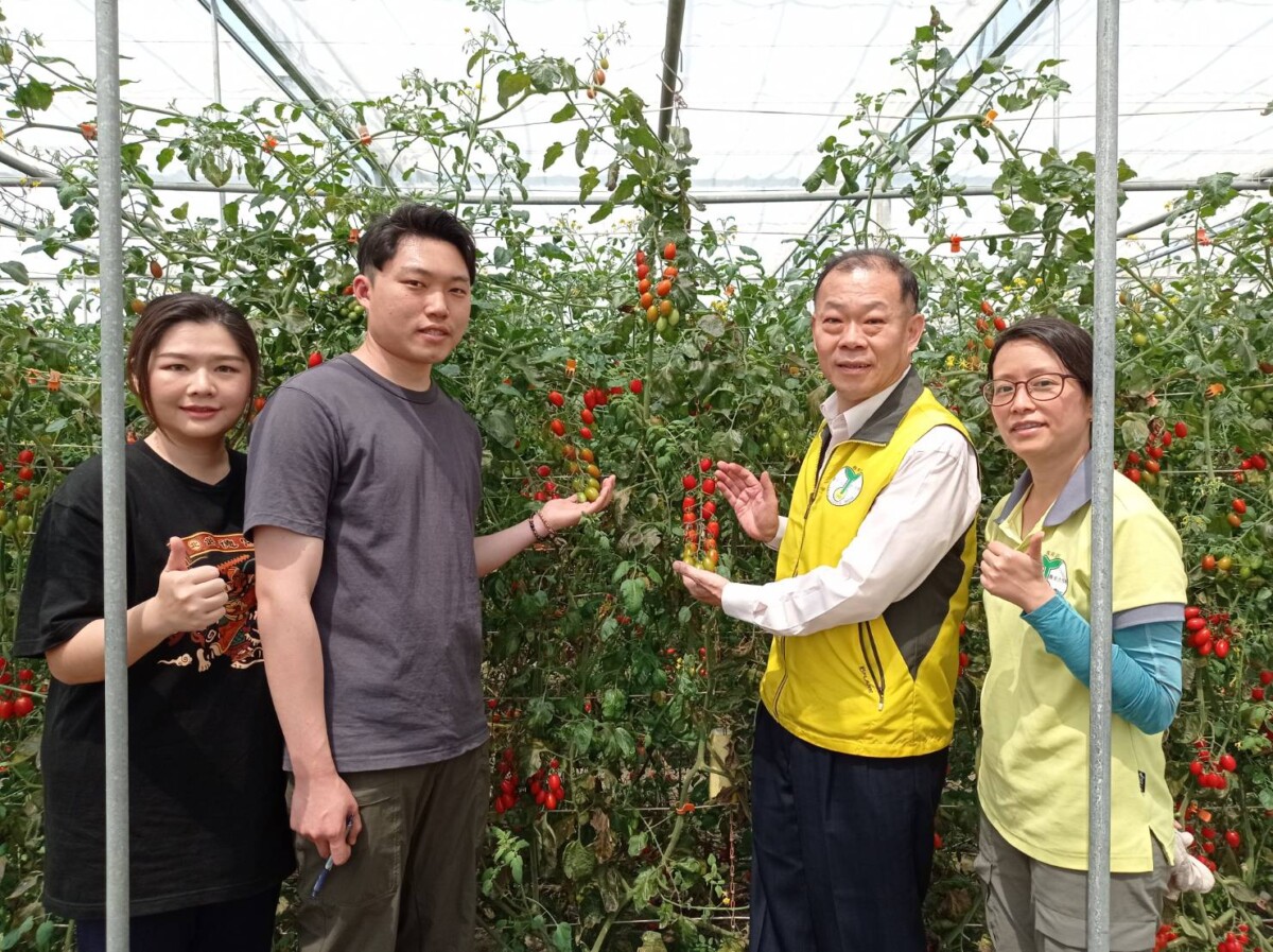 ▲雲林青農蘇員億利用生物防治有效防治病蟲害,並延長番茄採收期。(記者陳雅琪攝)