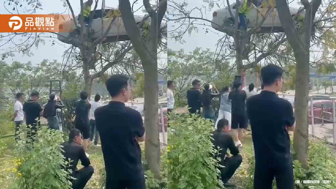 驚!駕訓班天兵學員「開車開到樹上」超傻眼照片真相曝