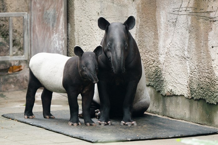 世界「貘」日倒數!動物園邀你完成考驗換好禮 65 3841 0