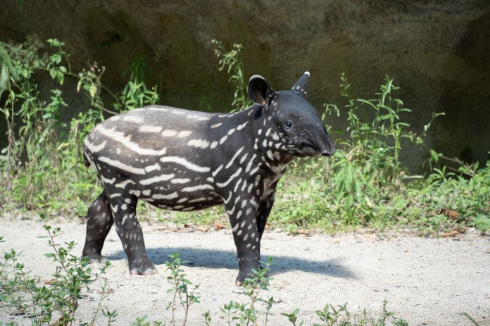 世界「貘」日倒數!動物園邀你完成考驗換好禮 66 3843 0