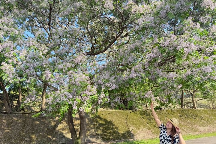 一串串淡紫色小花如繁星點綴枝頭,輕柔搖曳於微風之中。 圖:新北市政府水利局/提供