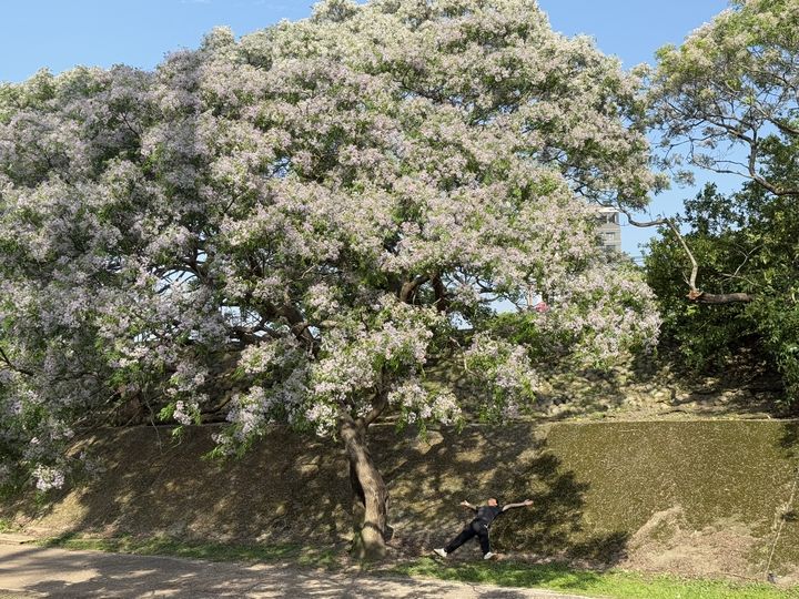 清香淡雅的紫色花廊 新北河濱公園苦楝花海美不勝收