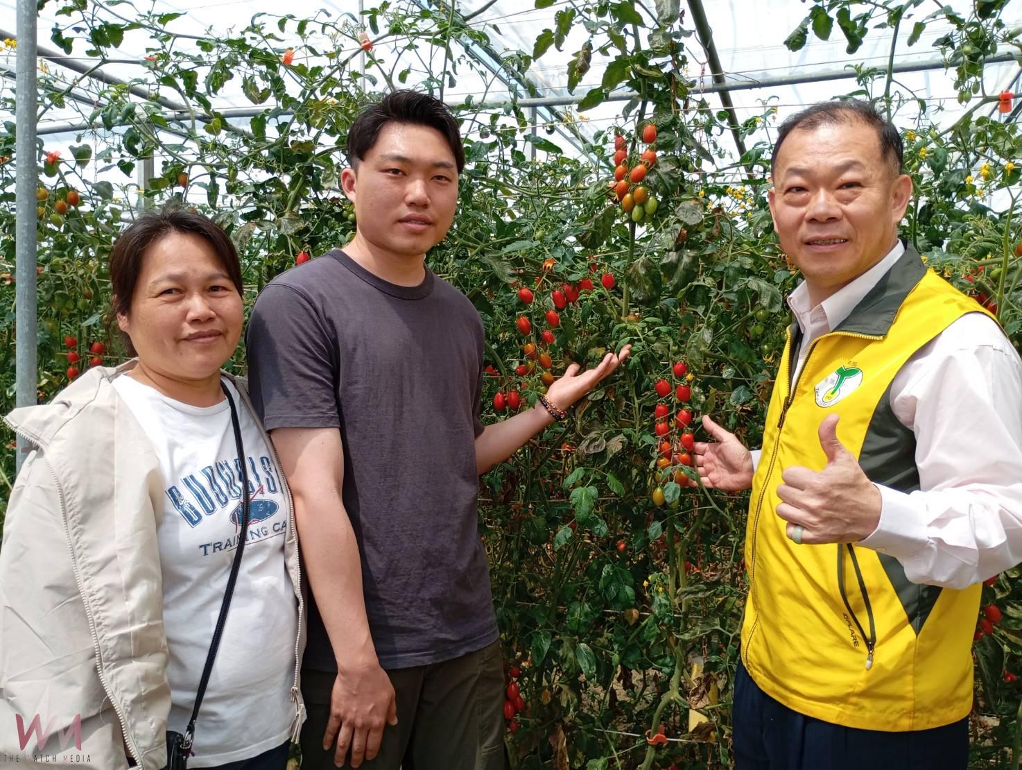 返鄉青年創新防治!蘇員億以椿象抗粉蝨、成功延長小蕃茄收成期 - https://www.watchmedia01.com