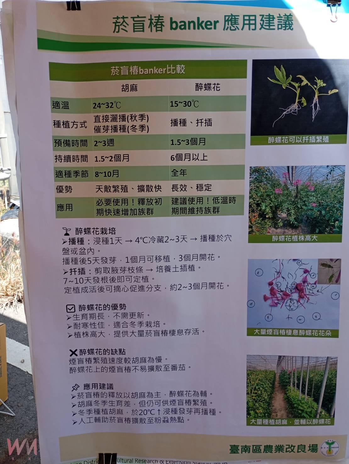返鄉青年創新防治!蘇員億以椿象抗粉蝨、成功延長小蕃茄收成期 - https://www.watchmedia01.com
