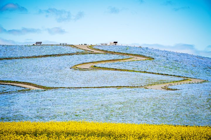 國營常陸海濱公園。 圖:茨城縣國際觀光推廣事務局/提供