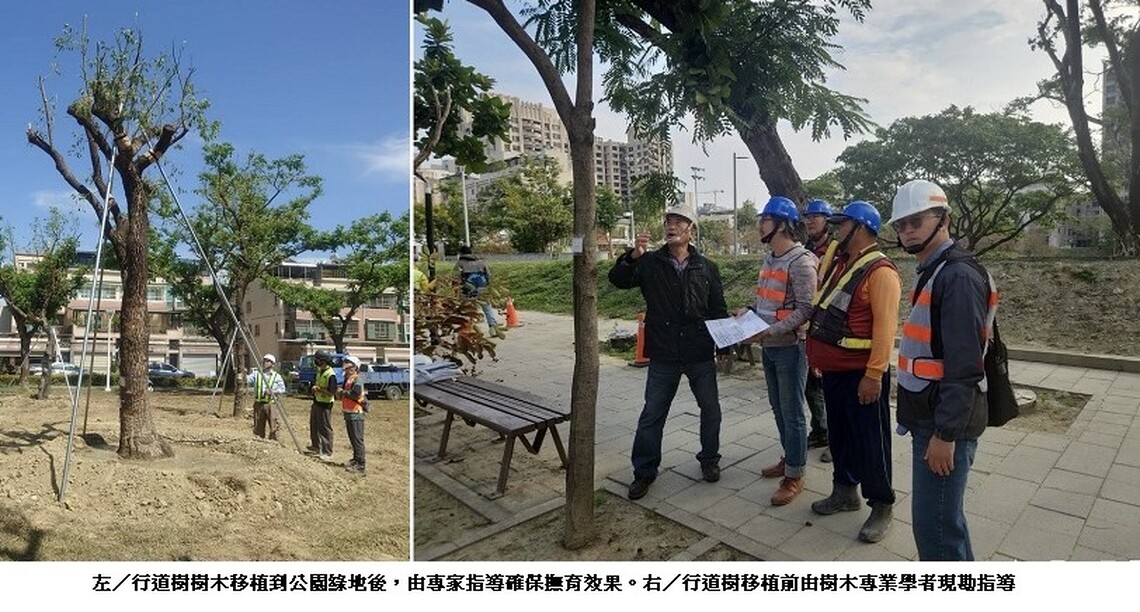 捷運黃線建設行道樹移植計畫 兼顧行車順暢安全與完善樹木遷移撫育