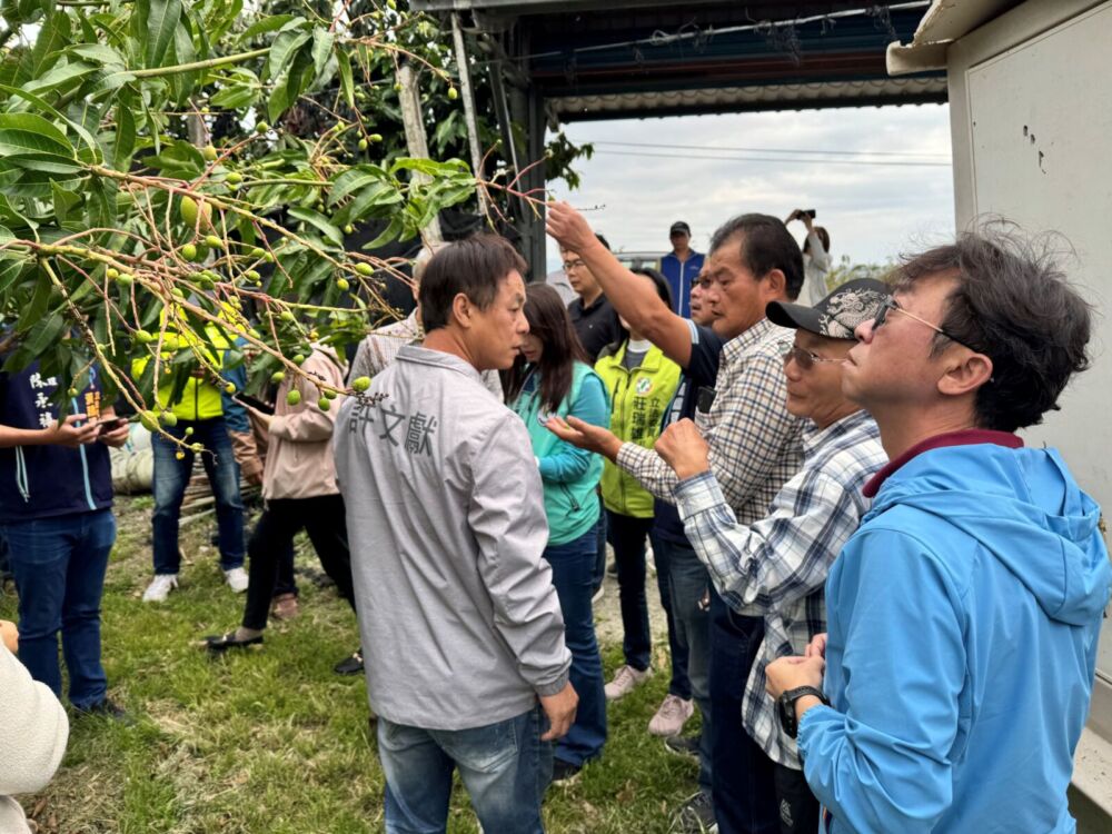 台東「改良種芒果」救助即日申辦 饒慶鈴不捨:協助農友產業復甦 214 台東「改良種芒果」救助即日申辦 饒慶鈴不捨:協助農友產業復甦 213