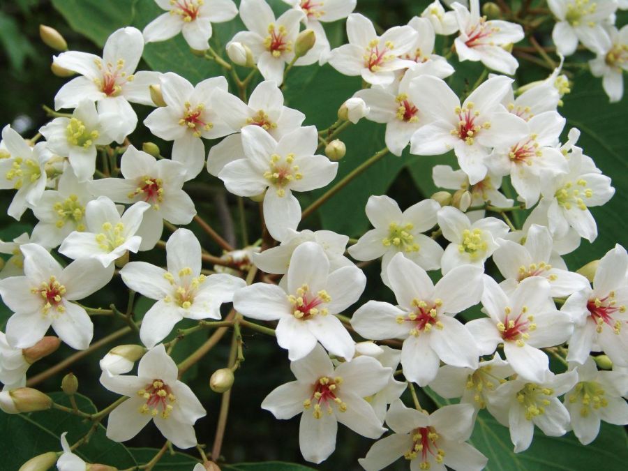 賞桐繞山花 ! 2025桐花祭-桐趣行尞 苗栗4/20浪漫登場