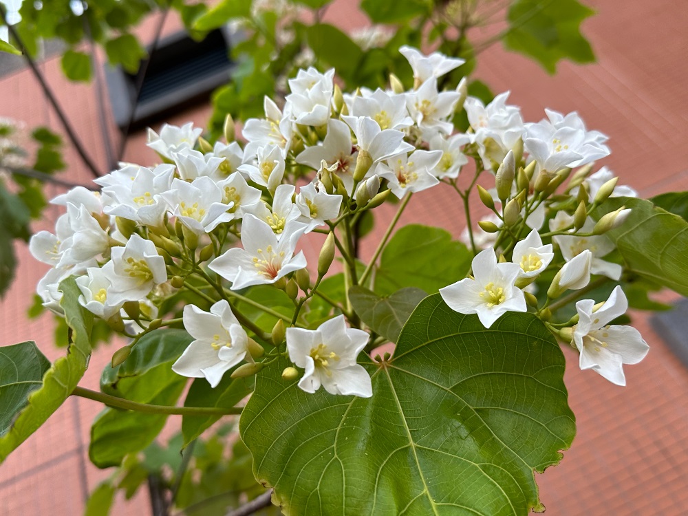 新北客家桐花祭Yappy客家饒舌High翻天 「青春桐樂會」4/19土城開趴 - https://www.watchmedia01.com