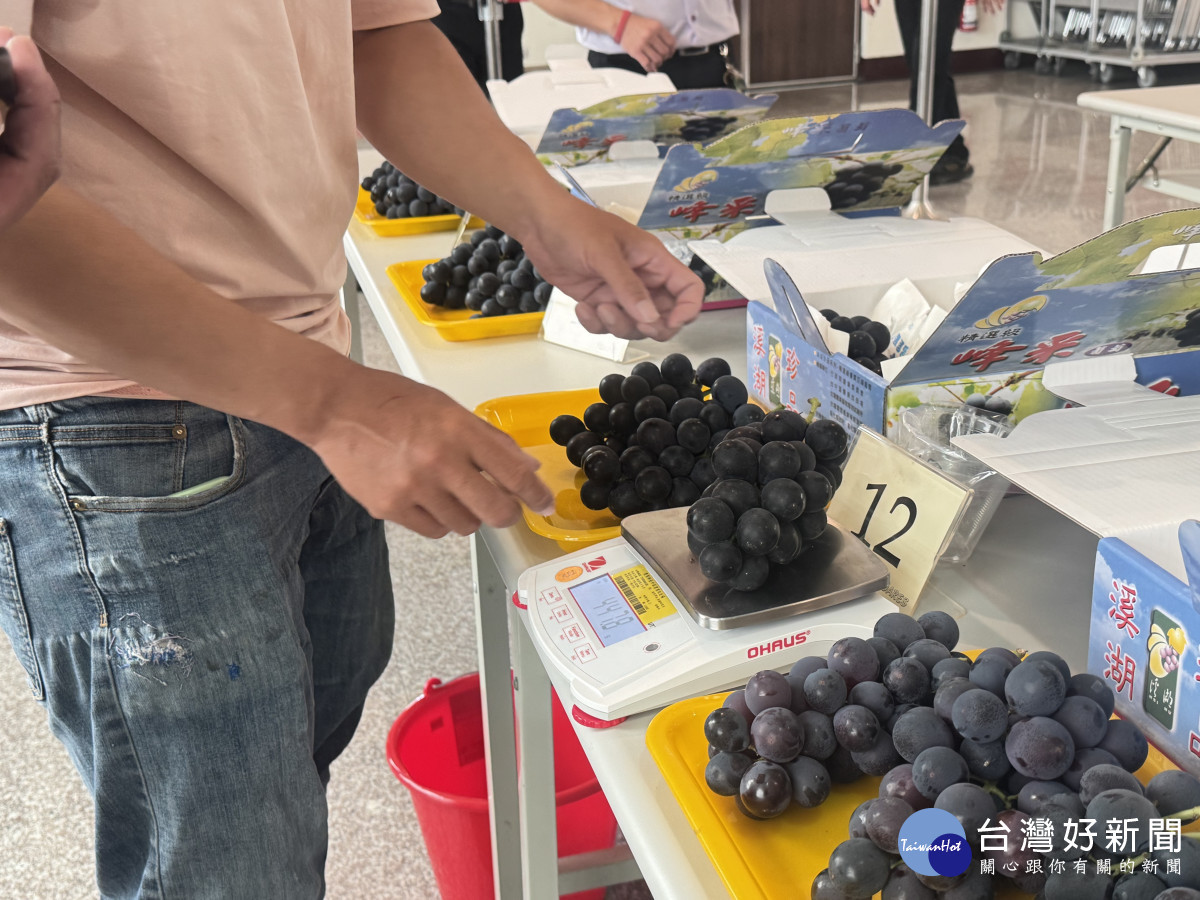 溫室早春葡萄評鑑。圖/記者鄧富珍翻攝