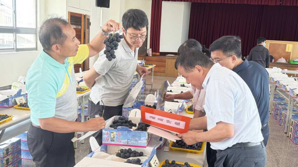 ▲彰化縣政府與溪湖鎮農會今日於溪湖鎮農會舉辦114年度優質溫室早春巨峰葡萄評鑑競賽，彷彿一場葡萄選美大賽。（彰化縣政府提供）